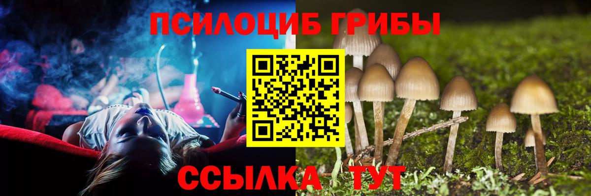 Псилоцибиновые грибы Cubensis Новозыбков